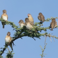 Wikłacz czerwonodzioby - Quelea quelea - Red-billed Quelea