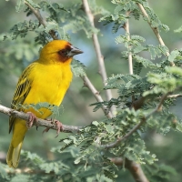 Wikłacz rdzawolicy - Malimbus galbula - Rüppell's Weaver