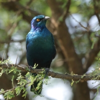 Błyszczak stalowy - Lamprotornis chalybaeus - Greater Blue-eared Starling