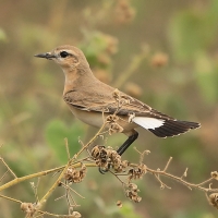 Białorzytka płowa - Oenanthe isabellina - Isabelline Wheatear