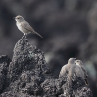 Szareczka uboga - Oenanthe dubia - Sombre Chat