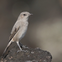 Szareczka uboga - Oenanthe dubia - Sombre Chat