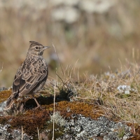 Dzierlatka iberyjska - Galerida theklae - Thekla's Lark