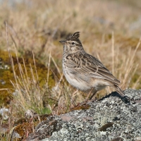 Dzierlatka iberyjska - Galerida theklae - Thekla's Lark
