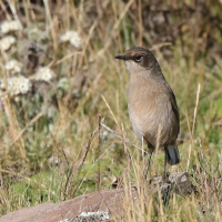 Wrzośnik - Pinarochroa sordida - Moorland Chat