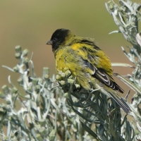 Kulczyk czarnogłowy - Serinus nigriceps - Ethiopian Siskin