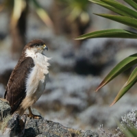 Myszołów białobrzuchy - Buteo augur - Augur Buzzard