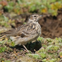 Dzierlatka iberyjska - Galerida theklae - Thekla's Lark