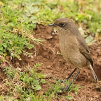 Wrzośnik - Pinarochroa sordida - Moorland Chat
