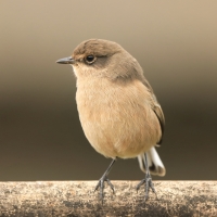Wrzośnik - Pinarochroa sordida - Moorland Chat