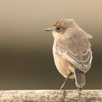 Wrzośnik - Pinarochroa sordida - Moorland Chat