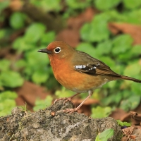 Drozdoń okularowy - Geokichla piaggiae - Abyssinian Ground Thrush