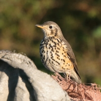 Drozd kroplisty - Psophocichla litsitsirupa - Groundscraper Thrush