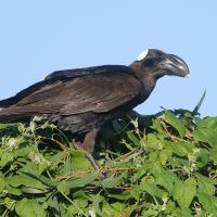 Kruk grubodzioby - Corvus crassirostris - Thick-billed Raven