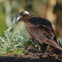 Kruk grubodzioby - Corvus crassirostris - Thick-billed Raven