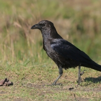 Kruk somalijski - Corvus edithae - Dwarf Raven