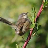 Prinia myszata - Prinia subflava - Tawny-flanked Prinia