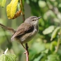 Prinia myszata - Prinia subflava - Tawny-flanked Prinia