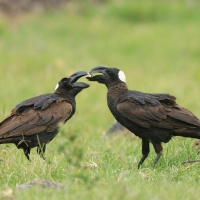 Kruk grubodzioby - Corvus crassirostris - Thick-billed Raven