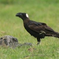 Kruk grubodzioby - Corvus crassirostris - Thick-billed Raven