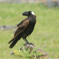 Kruk grubodzioby - Corvus crassirostris - Thick-billed Raven