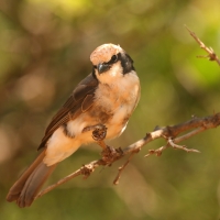 Białoczub białorzytny - Eurocephalus rueppelli - Northern White-crowned Shrike