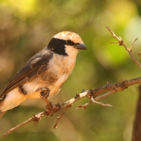 Białoczub białorzytny - Eurocephalus rueppelli - Northern White-crowned Shrike