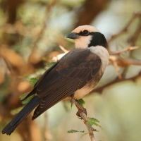 Białoczub białorzytny - Eurocephalus rueppelli - Northern White-crowned Shrike