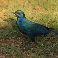 Błyszczak stalowy - Lamprotornis chalybaeus - Greater Blue-eared Starling