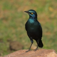Błyszczak stalowy - Lamprotornis chalybaeus - Greater Blue-eared Starling