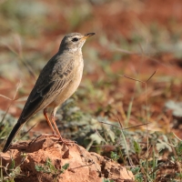 Świergotek gładki - Anthus leucophrys - Plain-backed Pipit