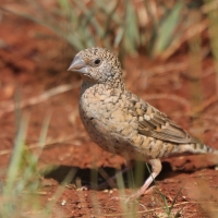 Amadyna obrożna - Amadina fasciata - Cut-throat Finch