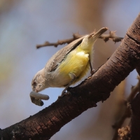 Popielatka żółtobrzucha - Eremomela icteropygialis - Yellow-bellied Eremomela