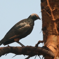 Błyszczak białogłowy - Lamprotornis albicapillus - White-crowned Starling