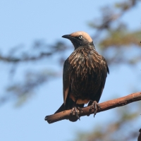 Błyszczak białogłowy - Lamprotornis albicapillus - White-crowned Starling