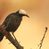 Błyszczak białogłowy - Lamprotornis albicapillus - White-crowned Starling