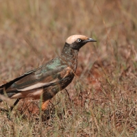 Błyszczak białogłowy - Lamprotornis albicapillus - White-crowned Starling