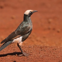 Błyszczak białogłowy - Lamprotornis albicapillus - White-crowned Starling