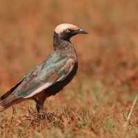 Błyszczak białogłowy - Lamprotornis albicapillus - White-crowned Starling