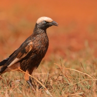 Błyszczak białogłowy - Lamprotornis albicapillus - White-crowned Starling
