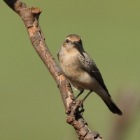 Białorzytka płowa - Oenanthe isabellina - Isabelline Wheatear
