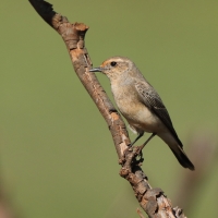 Białorzytka płowa - Oenanthe isabellina - Isabelline Wheatear