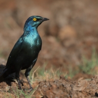 Błyszczak stalowy - Lamprotornis chalybaeus - Greater Blue-eared Starling
