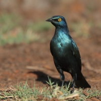 Błyszczak stalowy - Lamprotornis chalybaeus - Greater Blue-eared Starling