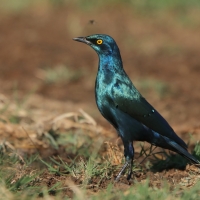 Błyszczak stalowy - Lamprotornis chalybaeus - Greater Blue-eared Starling
