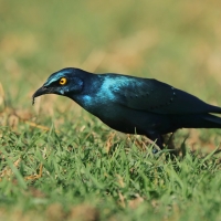 Błyszczak stalowy - Lamprotornis chalybaeus - Greater Blue-eared Starling