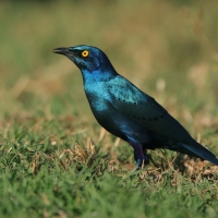 Błyszczak stalowy - Lamprotornis chalybaeus - Greater Blue-eared Starling