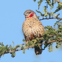 Amadyna obrożna - Amadina fasciata - Cut-throat Finch