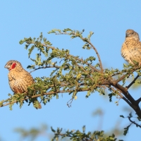 Amadyna obrożna - Amadina fasciata - Cut-throat Finch
