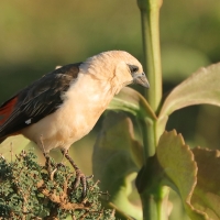Bawolik białogłowy - Dinemellia dinemelli - White-headed Buffalo Weaver
